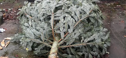 NOËL | ROIS DÉCHUS