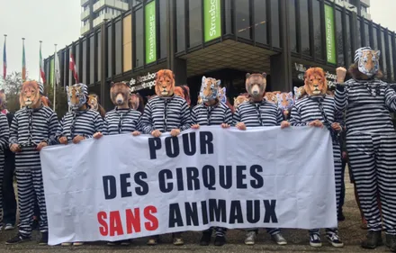 SENSIBILISATION | Manifestation pour des cirques sans animaux à...