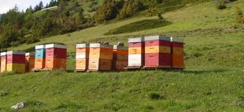 LES ABEILLES MEURENT
