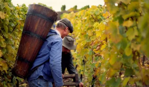 VENDANGES | Top départ mercredi pour le crémant