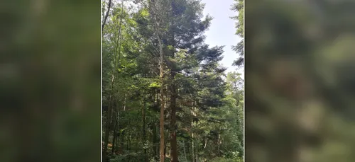 NOËL | Voici le grand sapin 2018 de Strasbourg