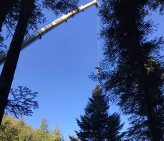 NOËL | Le grand sapin de Strasbourg coupé dans les Vosges