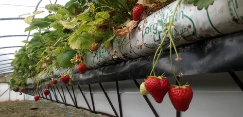 CONSO | Les fraises d'Alsace sont là et on va pouvoir en...