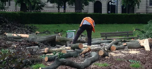 TEMPÊTE | Hêtres centenaires déracinés à Strasbourg : entre...