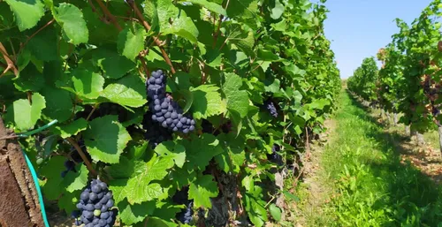 VENDANGES | Top départ le 4 septembre pour le crémant