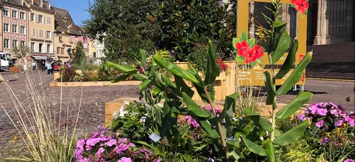MULHOUSE | Le Jardin Éphémère troque les pavés pour les géraniums