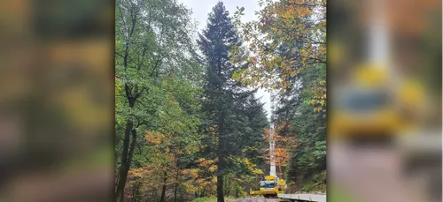 NOËL | Le grand sapin de Strasbourg coupé ce lundi matin