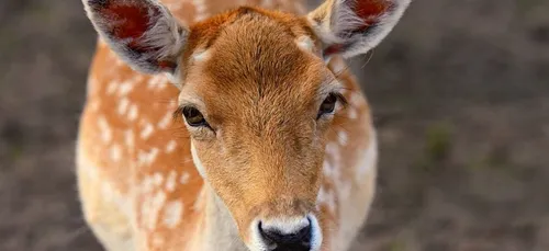 Indre-et-Loire : un appel aux dons pour sauver un faon !