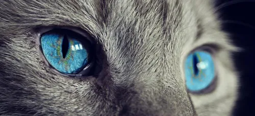 Halloween : ce chat-vampire fait le buzz sur la toile (Vidéos)