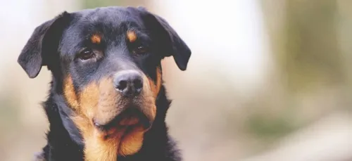 Montargis : il existe un service de protection animale à la mairie