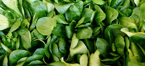 La suspension du métam-sodium étendue à tout le territoire