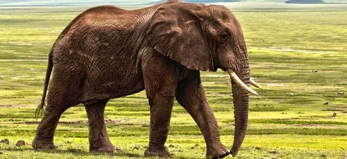 L’homme a fait disparaître plus de la moitié des animaux sauvage en...