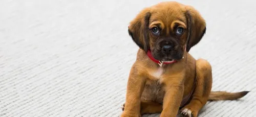 La réaction hilarante d'un chien devant le générique des "Feux de...