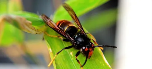 Indre : les pompiers bien armés contre les frelons asiatiques