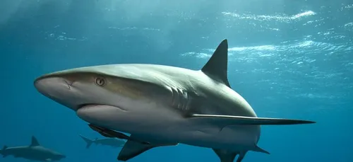 Attention aux requins !