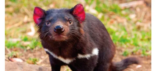 Les diables de Tasmanie arrivent au Zoo de Beauval !