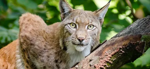 Plus d’un quart des espèces animales sont en danger en France !