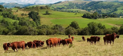 Centre-Val de Loire : la région va aider les éleveurs