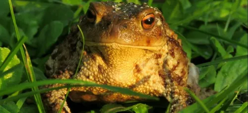 Angers : des bénévoles sont recherchés pour s’occuper d’un «...