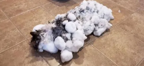 Retrouvé congelé dans la neige, un chat survit par miracle ! (photos)