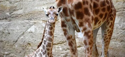 Un bébé girafon est né au Bioparc de Doué-la-Fontaine