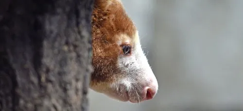 ZooParc de Beauval : des petits nouveaux dans la serre australienne...