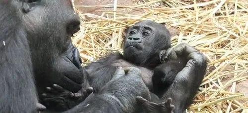 ZooParc de Beauval : une nouvelle naissance chez les gorilles !
