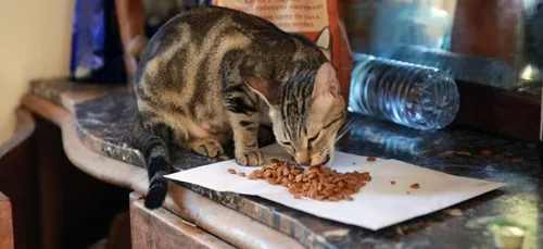 Loiret : une centaine d’emplois supprimée chez Mars Petcare