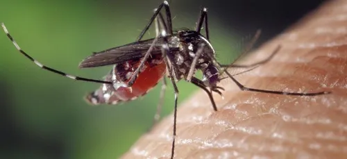 Voici la meilleure solution pour chasser les moustiques
