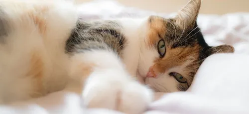 Cette photo d'un chat qui câline un inconnu fait le buzz sur la...