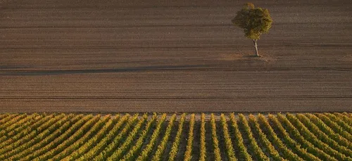 Centre-Loire : le réchauffement climatique modifie les vins !