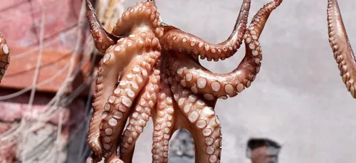 Une blogueuse beauté se fait dévorer le visage par un poulpe (Vidéo)