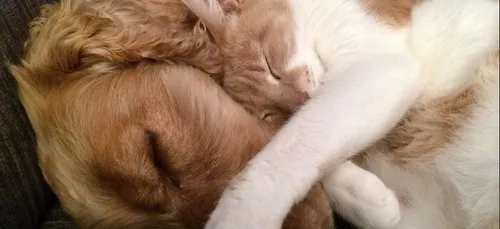 Maine-et-Loire : une association de protection animale lance un...