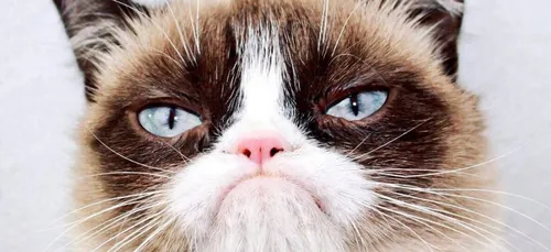 La chatte Grumpy Cat est décédée ! (Photo)