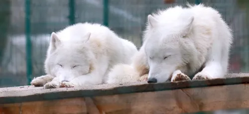 Nouvelle naissance au Zoo de Beauval ! (photos)
