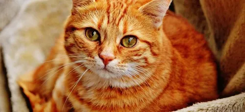 Il fabrique un arbre à chat grandeur nature dans son salon (photos)