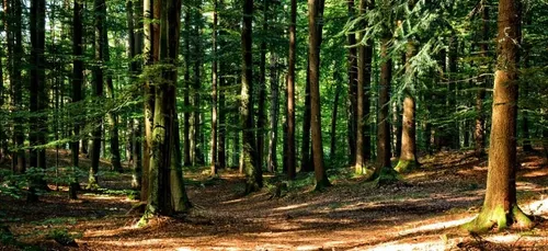 Forêt d’Orléans : qui a fabriqué cette mystérieuse poupée en bois ?