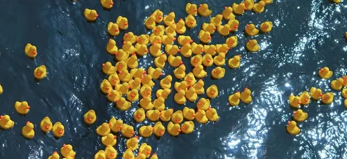 Orléans : la mairie joue les médiateurs autour de la Duck Race