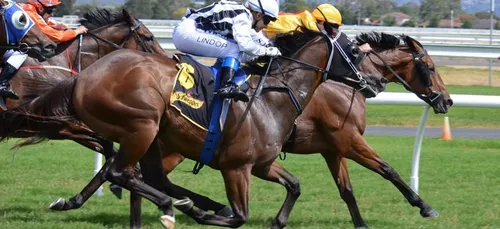 Angers : une cavalière décède après une chute à l’hippodrome de Blain