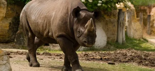 Un nouveau rhinocéros noir est arrivé au Bioparc de Doué-La-Fontaine
