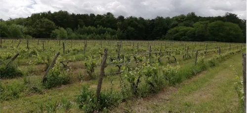Loir-et-Cher : on a testé le pique-nique chez un Vigneron Indépendant