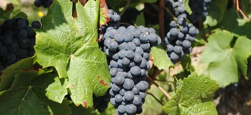 Donald Trump provoque les viticulteurs fran&ccedil;ais en voulant...