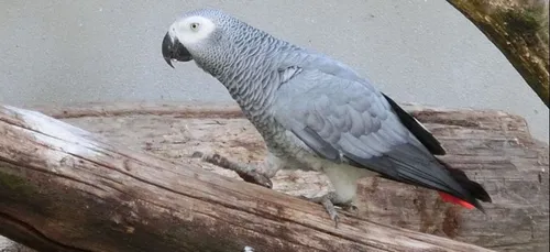 Montargois : Shango le perroquet a disparu