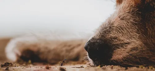 Ce chien a été élu "le plus laid du monde" (VIDÉO)