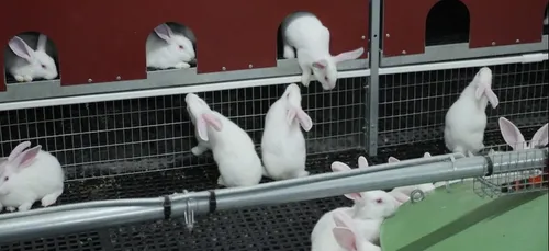 Le bien-être animal, enjeu de la survie de la filière cunicole