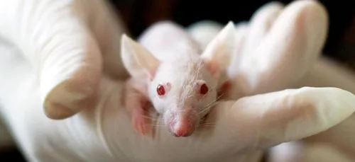 Sida : les chercheurs ont éradiqué le virus sur une souris