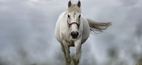 Loir-et-Cher : un élevage de chevaux placé sous surveillance pour...