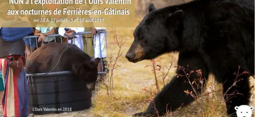 Loiret : une association contre la présence de l’ours Valentin dans...