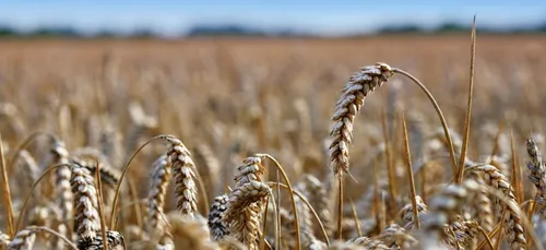 Loiret : les agriculteurs luttent contre la sécheresse