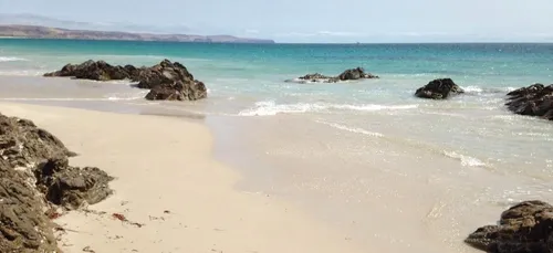 Enterré vivant sur une plage d'Hawaï par sa maîtresse, ce chien est...